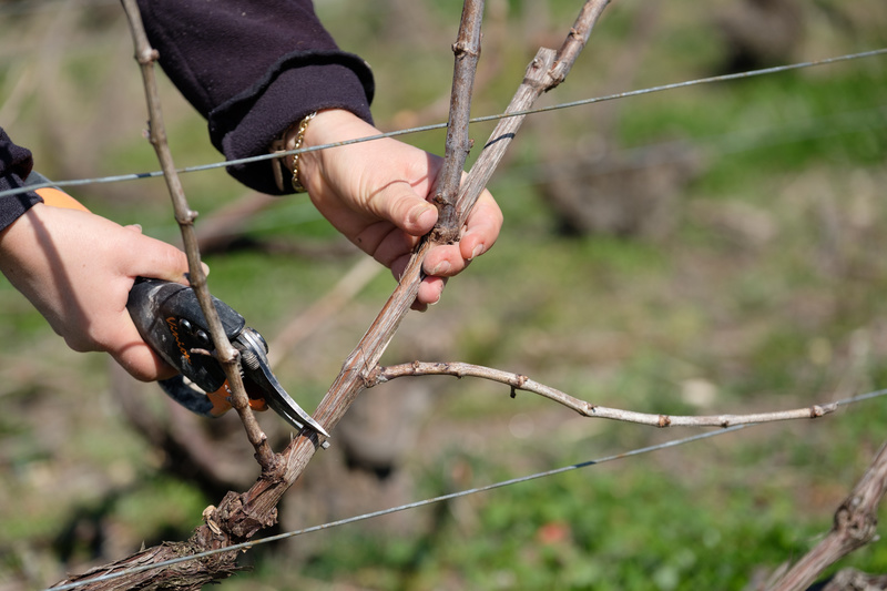 diff&eacute;rences petits producteurs grandes maisons champagne, petit vigneron, vigneron ind&eacute;pendant, grande maison champagne, grande marque champagne